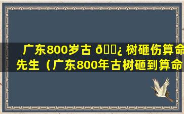 广东800岁古 🌿 树砸伤算命先生（广东800年古树砸到算命先生）